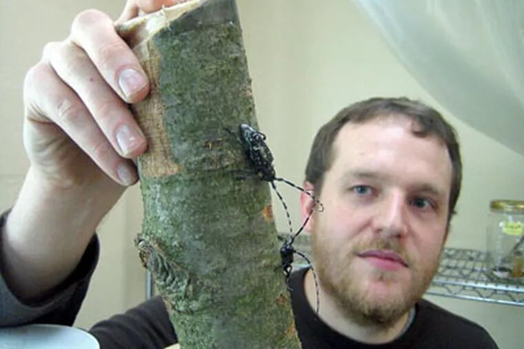 Scott Geib, a biochemistry postdoctoral fellow at Penn State, holds a log with Asian long-horned beetles. (Tom Avril / Staff Photographer)
