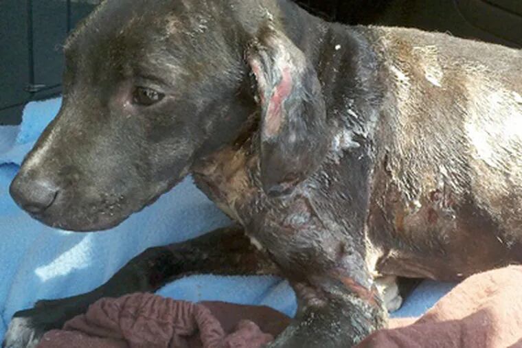 Hercules was found suffering from severe burns in the city's West Oak Lane section. He is the third pet to be set on fire in Philadelphia in less than two weeks.