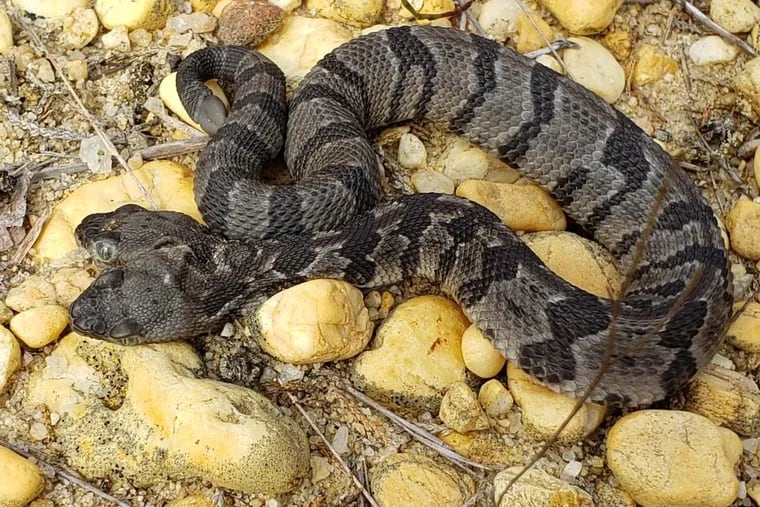 A two-headed timber rattlesnake found in the New Jersey pine barrens in August, 2019.