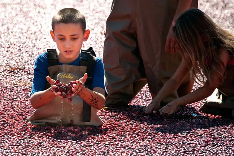 Collin Rykaczewski 11, of Moorestown, gathers a handful of cranberries after having a family photo taken in a cranberry bog at a Cranberry Harvest event at Whitesbog Farm Village in Pemberton Township, N.J. ( RON TARVER / Staff Photographer ) September 27 2014