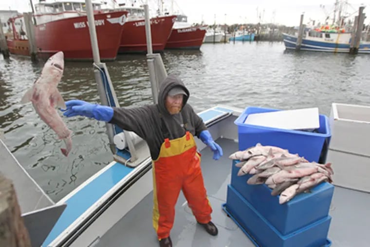 Michael Lohr, on the Dana Christine, throws dogfish onto a conveyor belt that deposits them in a large box of ice at the Viking Village dock in Barneagat Light on Long Beach Island. (Michael Bryant / Staff Photographer)