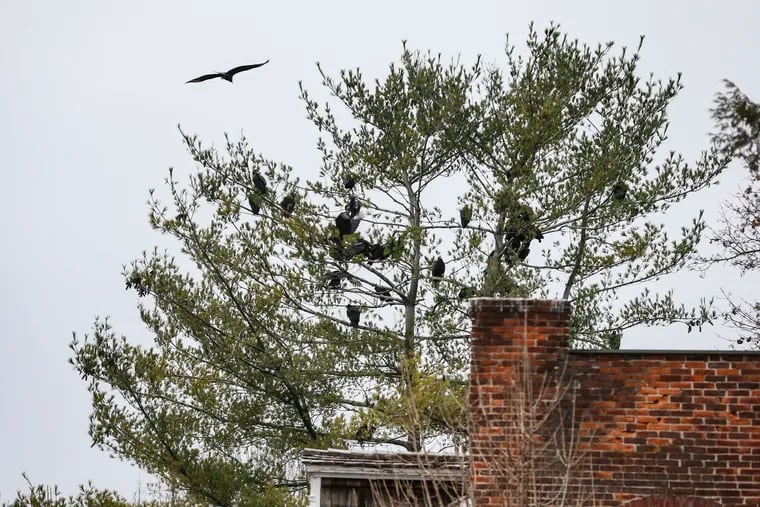 Some of the vultures that have taken over the Lancaster County town of Marietta roost In the trees on the 200 block of West Market Street, Wednesday, December 9, 2020.