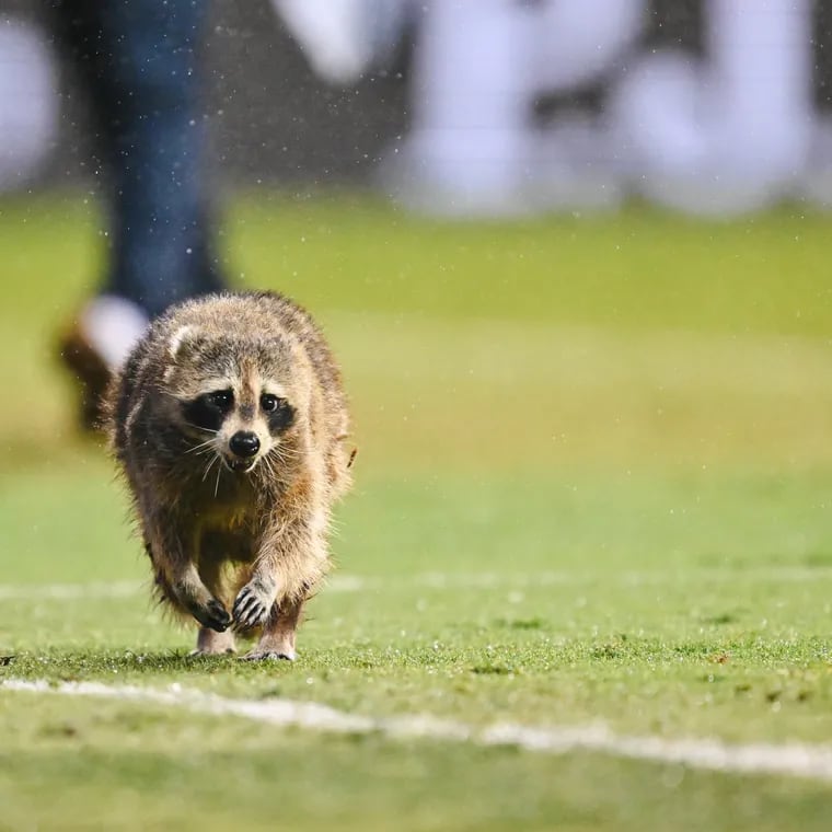 A raccoon ran on to the field and stopped play for around five minutes during the first half of Wednesday's Union game.