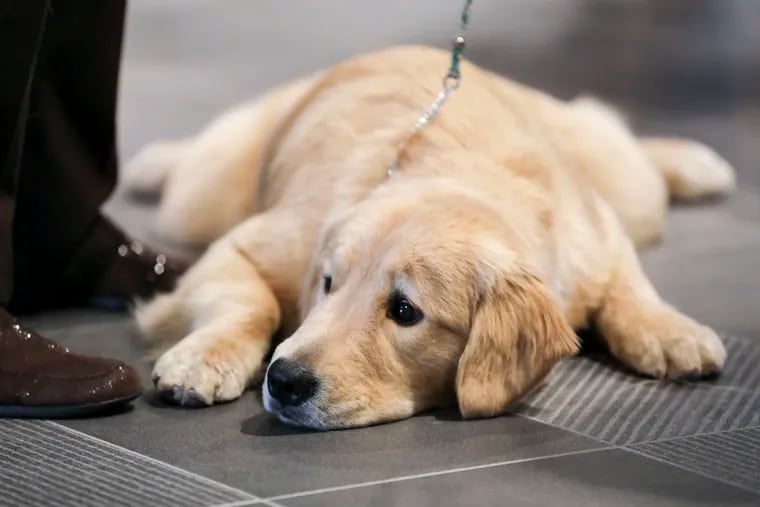 Topaz, a nine-month-old Golden Retriever, takes a break during a press event for the Kennel Club of Philadelphia's National Dog Show.