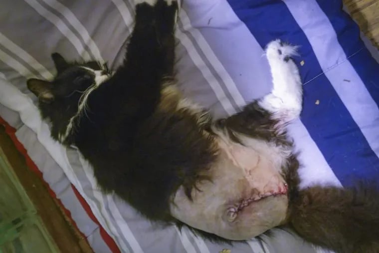 Kim McNally Schmidt’s cat Stinky rests at home after her leg was amputated while in the city’s ACCT animal shelter.