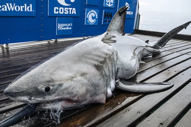 Freya, the white shark that passed near the Jersey Shore on June 18. Ocearch, based in Florida, tagged the shark and monitored her northward progress.