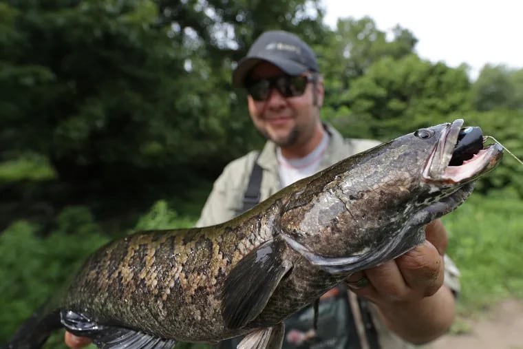 Joe Cermele catches a snakehead he caught along the Delaware River north of Philadelphia on August 5, 2019. Cermele did not want the location to be identified.