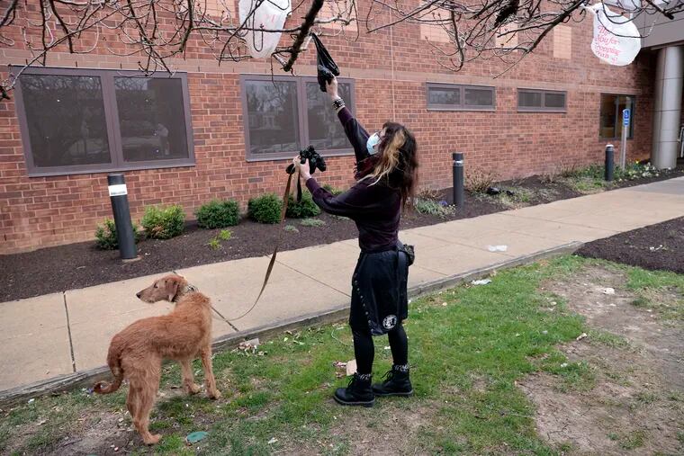 Tiff Krajci pulls a plastic bag off of a tree while walking her dog Remi near Frankford Hospital in Philadelphia on Thursday.