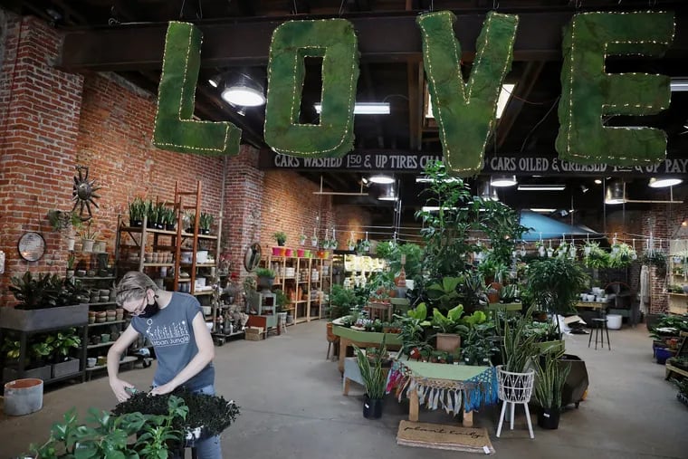 Employee Emily Heller trims clover plants at Urban Jungle on East Passyunk Avenue in South Philadelphia. Houseplants have been popular with customers during the pandemic.