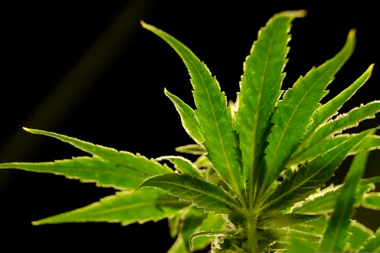 A marijuana plant grows at Compassionate Care Foundation's medical marijuana dispensary in Egg Harbor Township, N.J.