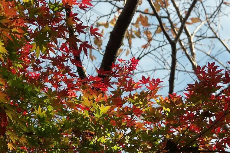 Japanese maples are famous for their prolific seed-dropping ability.
