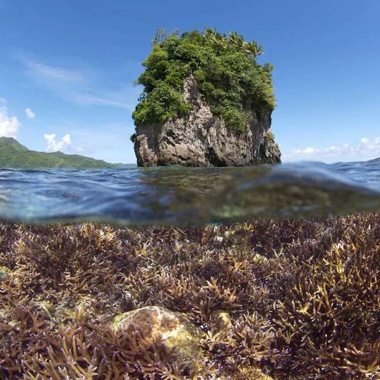 Coral in American Samoa is shown in December 2014, before excessive heat caused devastating bleaching to occur.