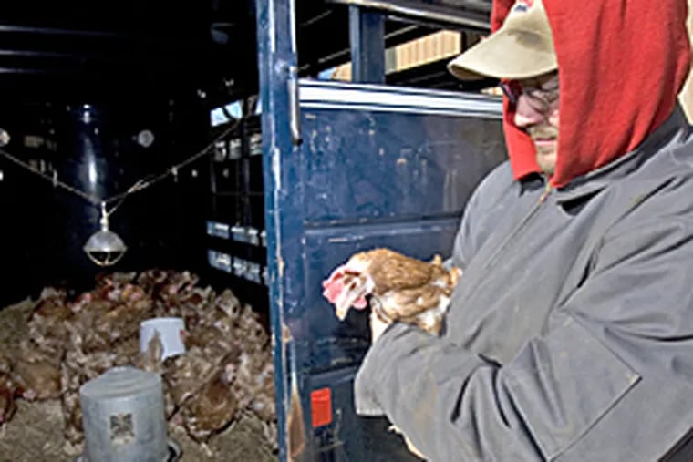 Daryl Wampler, resident farmer at Fox Chase Farm and an employee of the Philadelphia School District, holds one of the chickens recovered from Northeast High School. (Ed Hille/The Inquirer)