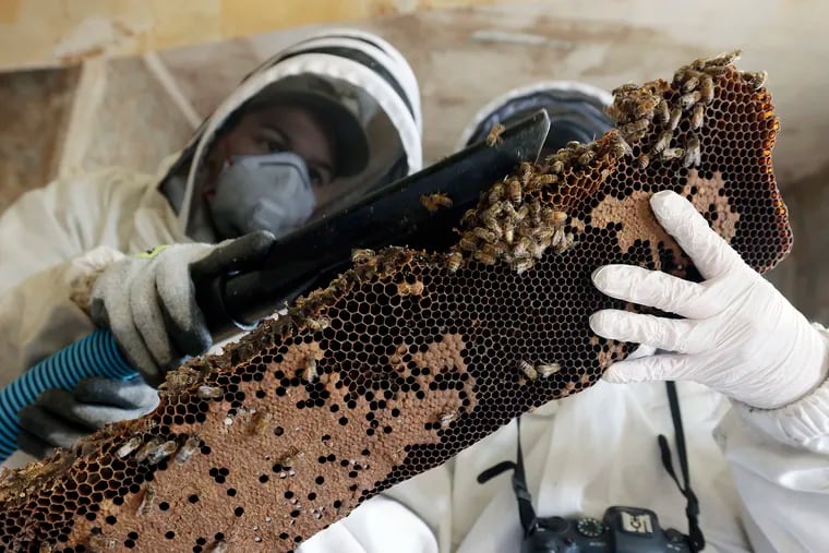 After exposing the bee colony by cutting away a portion of the plaster and lathe ceiling, Swazey Farms beekeepers Daryan Feliciano (left) carefully vacuums bees from a piece of worker bee-covered comb with brood as Nicole Mazzitelli (right) holds the comb. The beekeepers were removing and saving the bees from a soon-to-be-demolished old house in Deptford on Sunday.