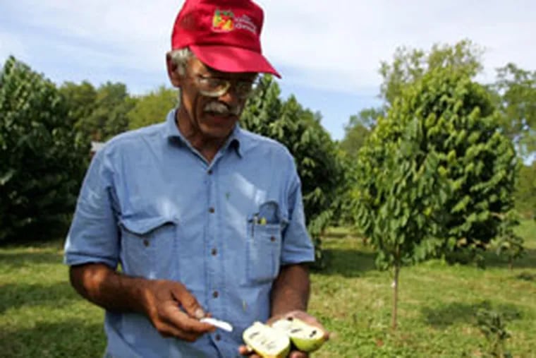 Larry Rossi cuts open a pawpaw. After 10 years&#0039; hard work, he is picking the first crop from his patch in Langhorne.