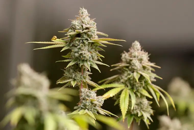 FILE - Marijuana buds ready for harvest. (AP Photo/Tony Dejak)