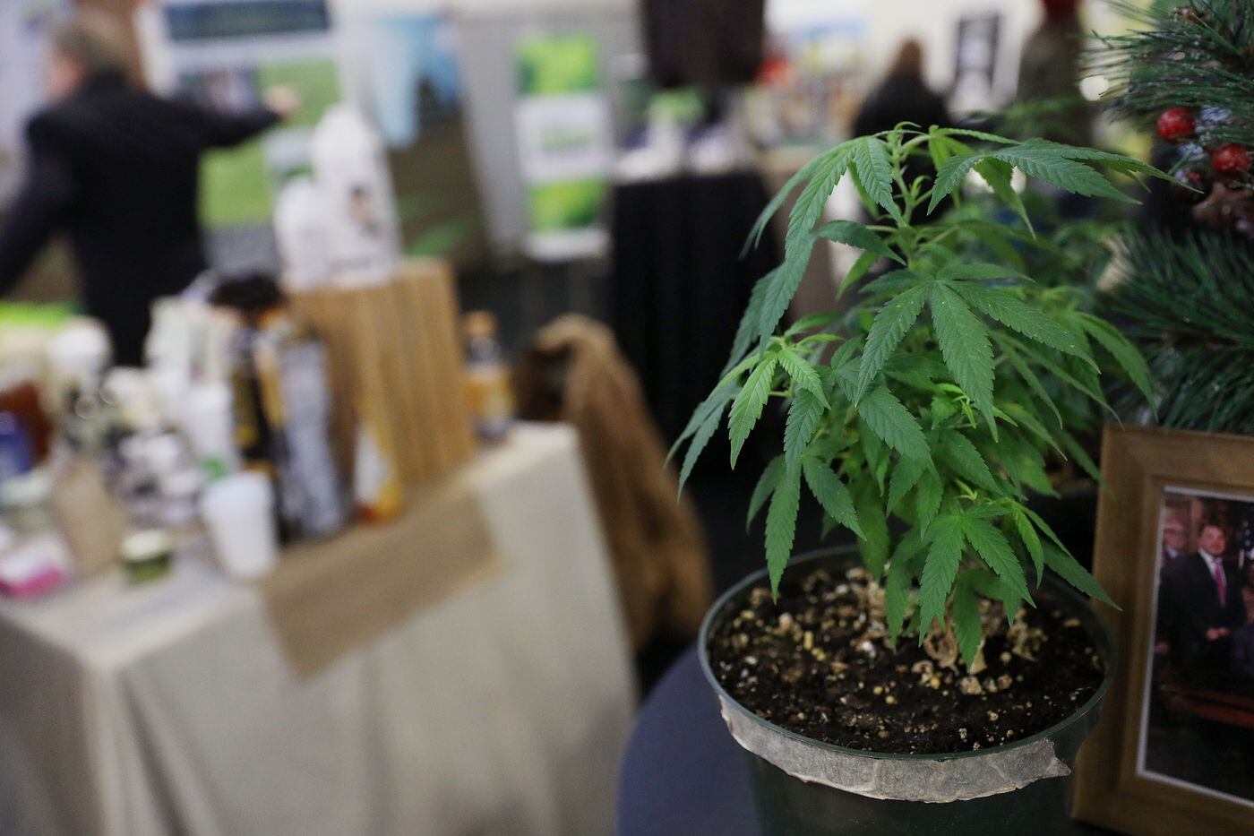 A hemp plant is pictured at the Pennsylvania Hemp Industry Council's exhibit during the annual Pennsylvania Farm Show at the Pennsylvania Farm Show Complex & Expo Center in Harrisburg, Pa., on Tuesday, Jan. 7, 2020.
