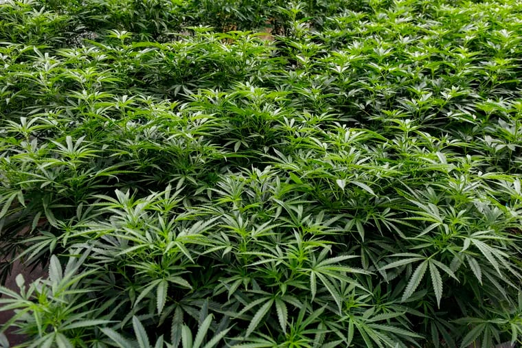 Marijuana plants. (Brian Cassella/Chicago Tribune/TNS)