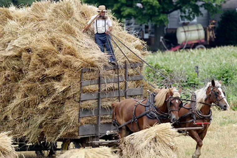 An Amish man rides atop a hay wagon near Middlefield, Ohio. Men wear long beards to signify marriage. Having them cut off in attacks such as the recent ones is deeply humiliating. (Tony Dejak / Associated Press)