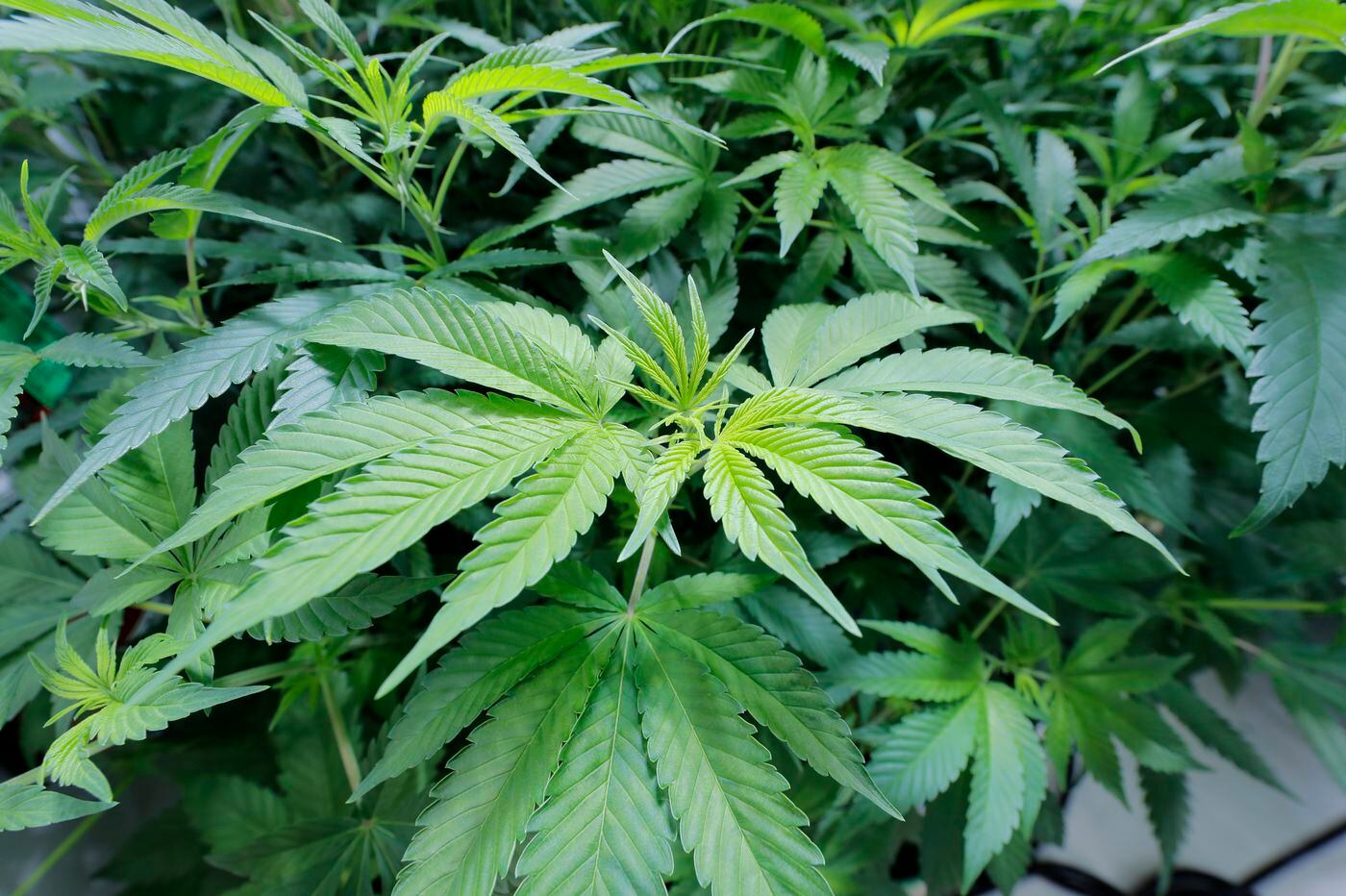 Legalizing recreational marijuana would make Pennsylvania richer ...