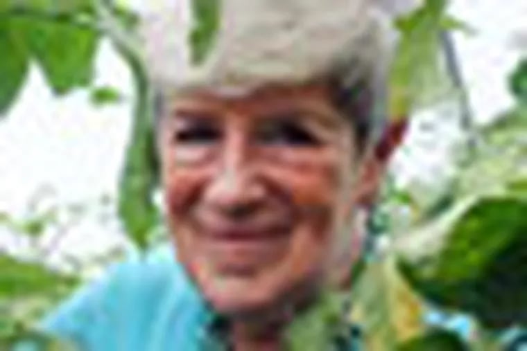 Steveanna Wynn, Executive director of SHARE, between the tomato plants at the SHARE farm in Philadelphia ( SHARON GEKOSKI-KIMMEL / Staff Photographer )