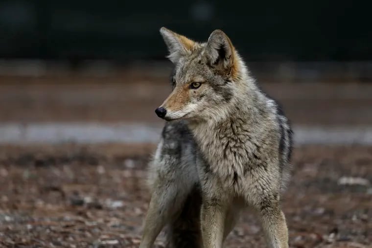 File photo of a coyote. After an alleged spotting in Wildwood, police issued a warning to residents.