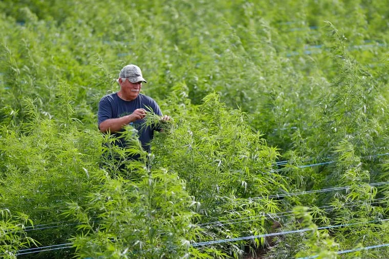 File photo shows Dave Crabill, an industrial hemp farmer, checking plants at his farm in Clayton Township, Mich. The U.S. Department of Agriculture this week approved New Jersey’s plans for hemp production.