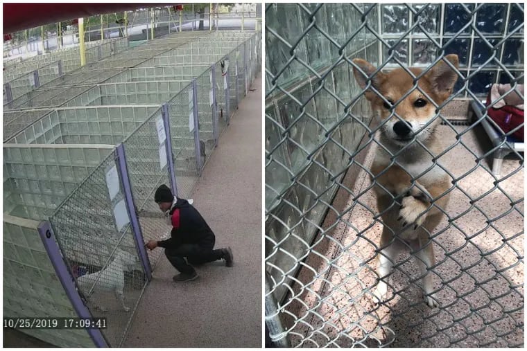 Officials are looking for the man (at left) in the theft of this Shiba Inu puppy (right) from the Pennsylvania SPCA headquarters in North Philadelphia.