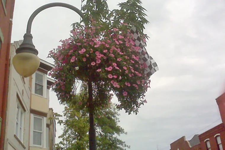There, sticking up among the pink flowers in a pot along Millville’s art district, are a couple of very healthy, very tall marijuana plants.