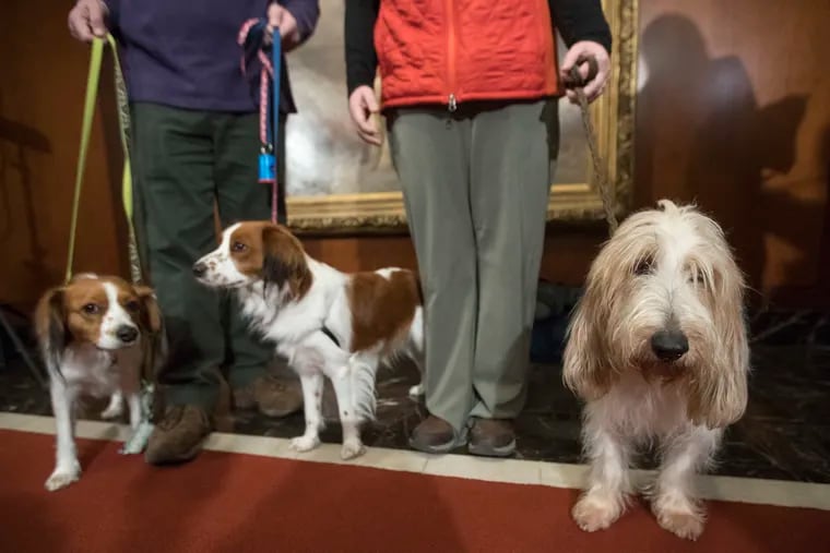 FILE - In this Jan. 10, 2018, file photo, Escher (left) and Rhett (center), Nederlandse kooikerhondje, and Juno, a grand basset griffon Vendeen, are shown by their handlers during a news conference at the American Kennel Club headquarters in New York. The two breeds are eligible to compete in the Westminster Kennel Club dog show for the first time in 2019.