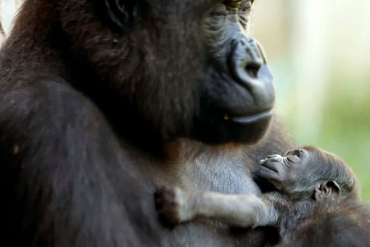 Honi, a 21-year-old western lowland gorilla, holds her newborn baby during its debut at the Philadelphia Zoo Wednesday, August 31, 2016.
