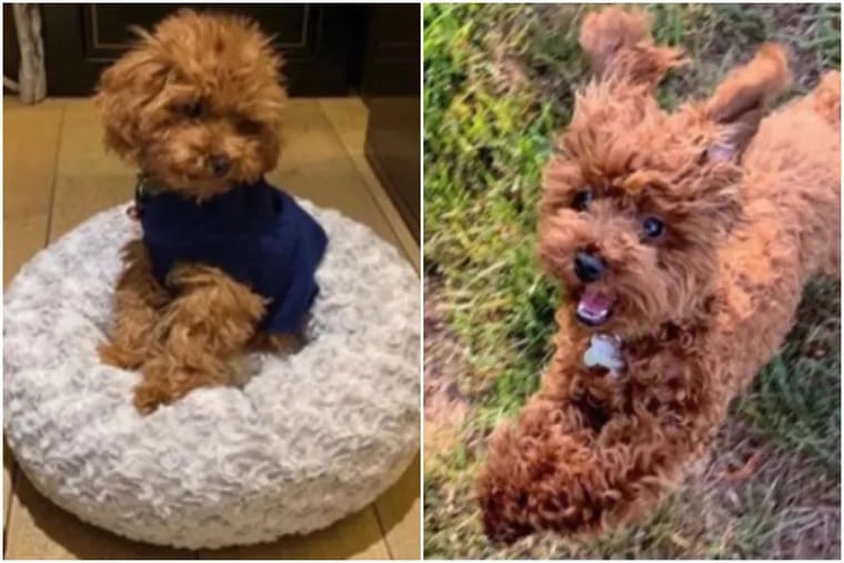 Designer Tory Burch posted these photos of her missing poodle, Chicken, on social media.
