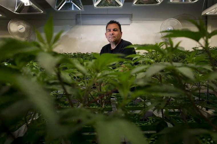 Tom DiGiovanni, chief financial officer of Canndescent, at the cannabis company's cultivation site in Desert Hot Springs, Calif.