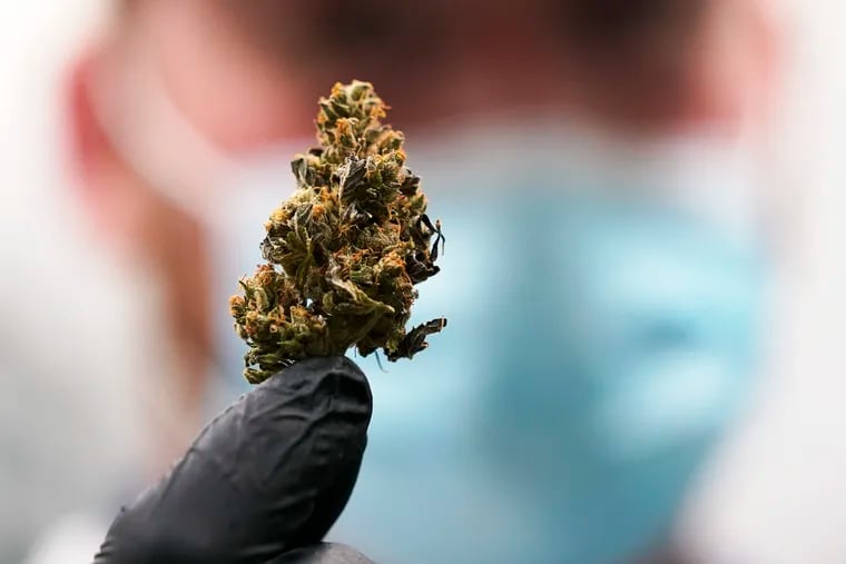 A cannabis bud ready for processing at a medical cannabis facility in Richmond, Va. A Pennsylvania appeals court judge on Wednesday blocked the state Department of Health from enforcing a controversial recall of vaping products.