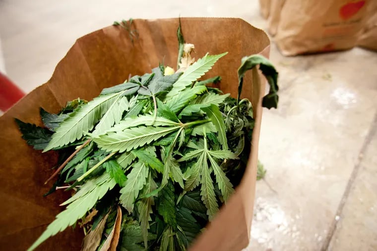 A bag of trim, leaves from harvested medical marijuana buds are bagged and held for extraction.
