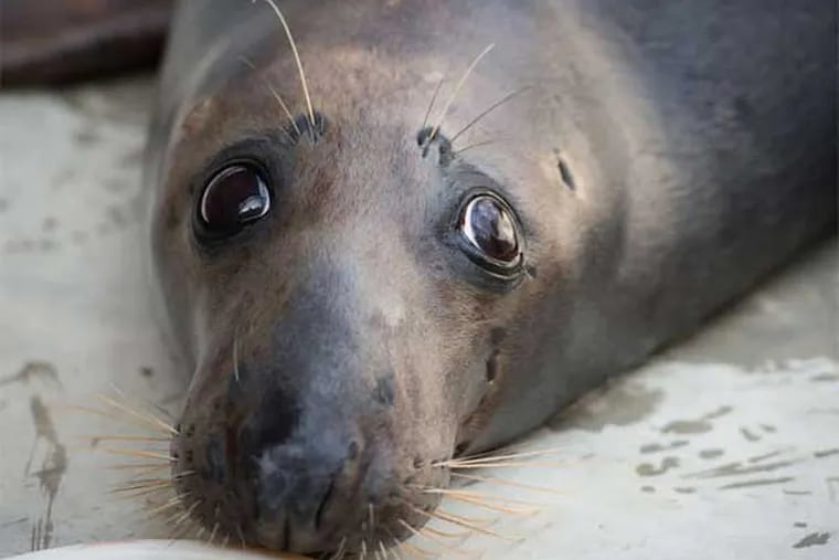 Kjya, a gray seal, is one of five new acquisitions at the National Zoo in Washington. (Sarah L. Voisin / Washington Post)