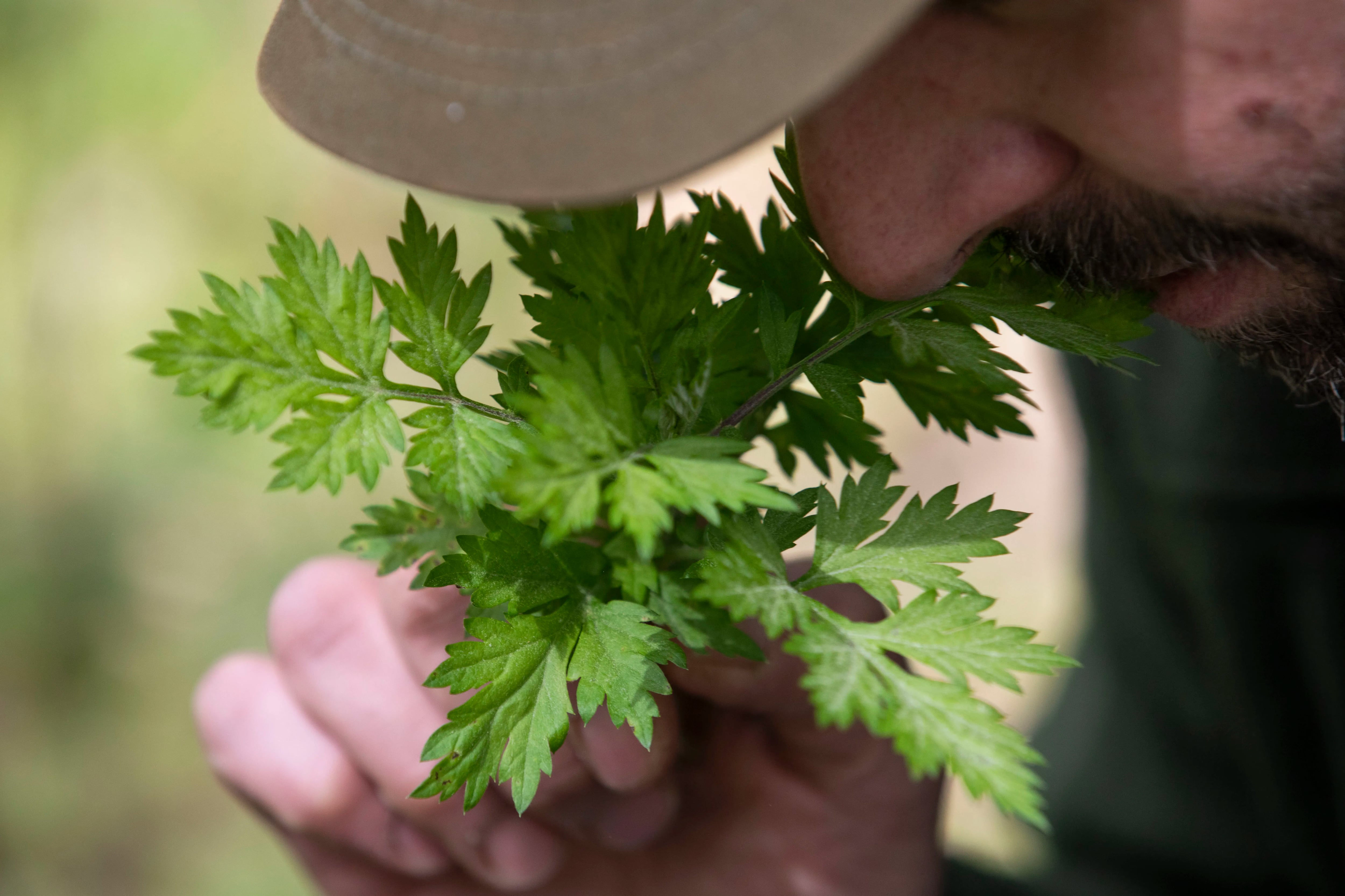 Phil Manganaro, chef and owner of Park Place, smells Mugwort at Black Run Preserve in Evesham Township, N.J. on Wednesday, May 20, 2020. According to Manganaro, the flavor of Mugwort is a cross between mint and oregano with a little bit of fennel.
