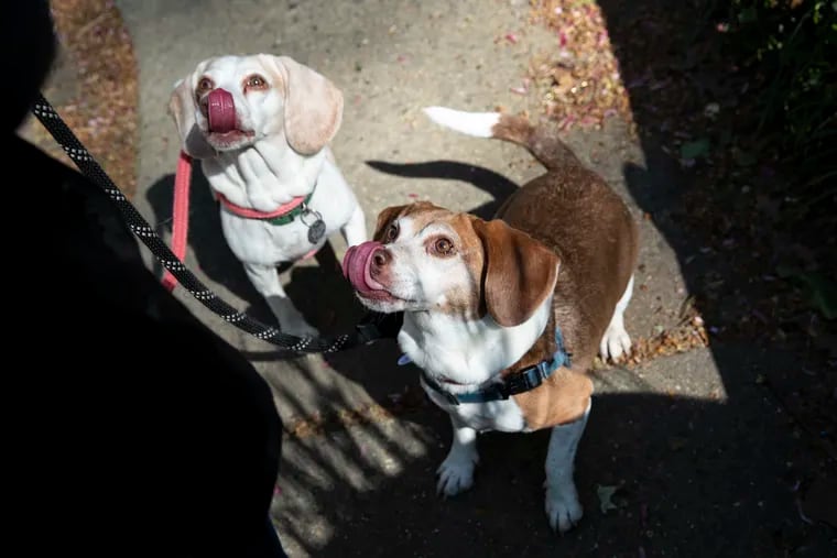 Honey (left) and Molasses, Mary Ann Beggy’s dogs, at Mario Lanza Park in South Philly. Molasses made an emergency trip to the vet after eating a bag of trail mix that contained raisins, which are toxic to dogs.