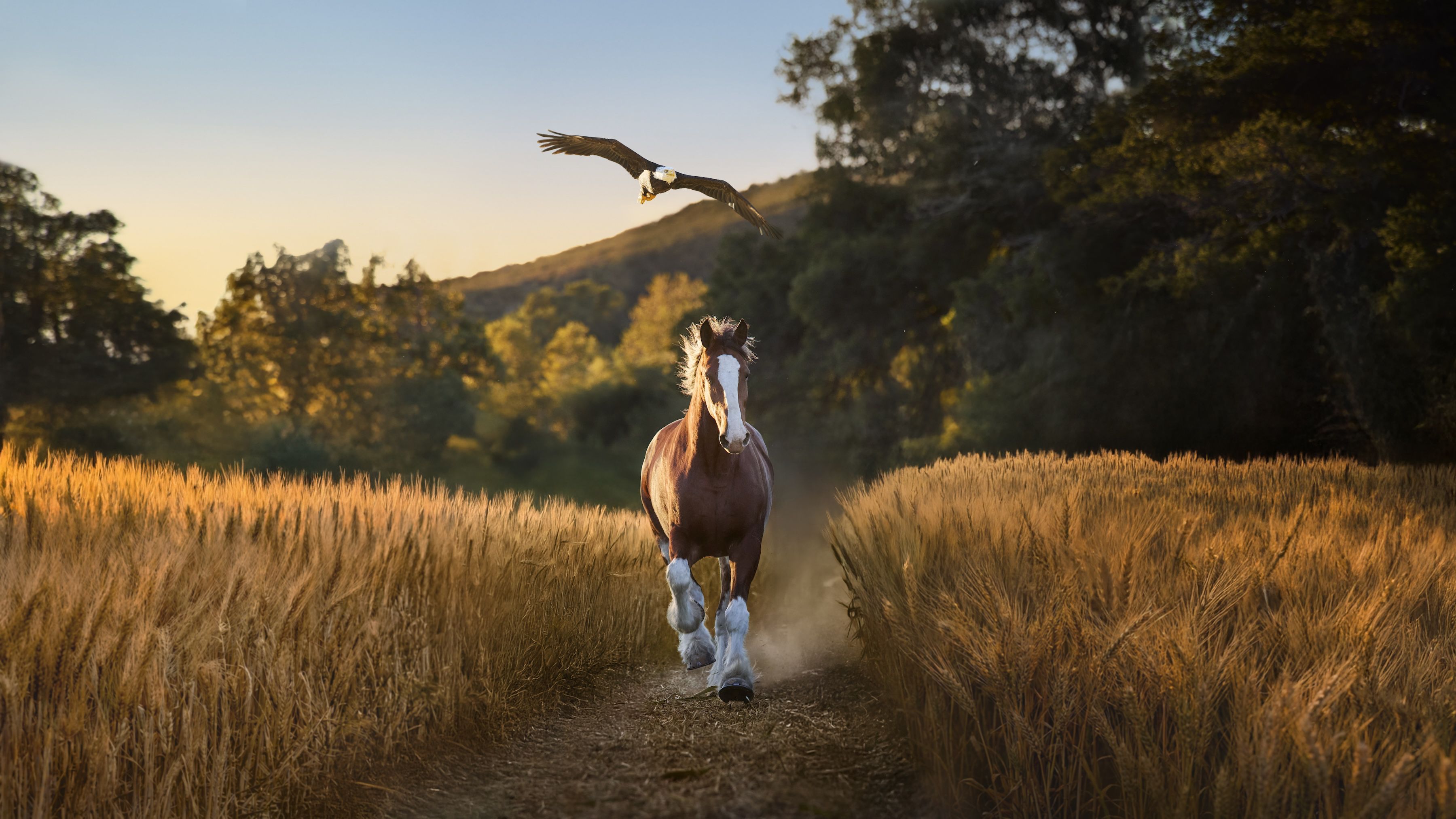 Philly favorite Lincoln the bald eagle stars in Budweiser Super Bowl ad