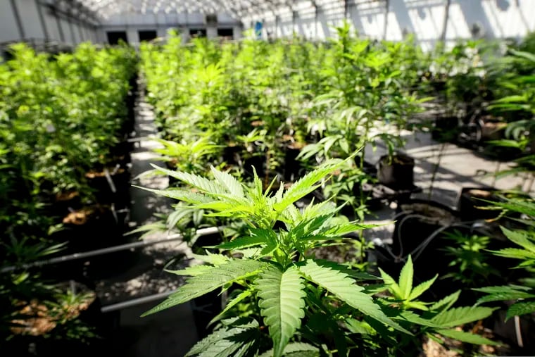 FILE - Marijuana plants in a greenhouse. (Glen Stubbe/Star Tribune via AP, File)