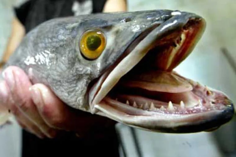 File photo of a snakehead fish, which are harvested in Asia.  One has found its way to Tinicum. (AP Photo/Ed Wray)