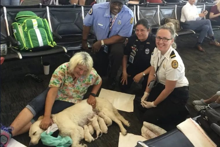 Philadelphia-bound golden retriever Eleanor Rigby gives birth to eight puppies in the Tampa Bay International Airport.