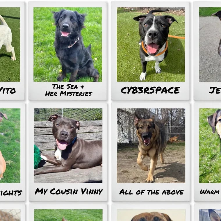 Toronto Animal Services is rolling out its "Good Dogs, Bad Names" adoption campaign, imploring potential pet parents to re-home — and re-name — the shelter dogs. Names include Danny DeVito, Garlic Bread, Mothball, SHRIMPS SHRIMPS SHRIMPS, and more.