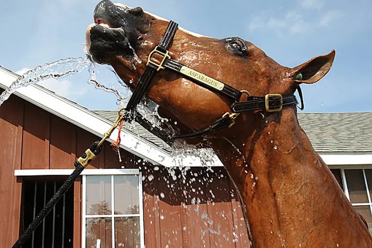 A horse cools off during the Devon Horse Show. (Charles Fox/Staff Photographer)