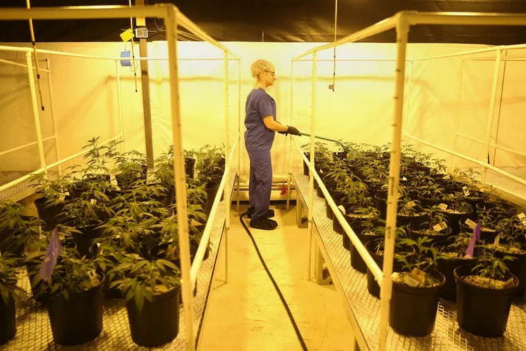 Heather Randazzo, a grower, feeds marijuana plants approaching the flowering stage at the Compassionate Care Foundation medical marijuana dispensary and cutivation center in Egg Harbor Township, N.J., on Wednesday, June 6, 2018. The foundation hopes to open additional dispensaries in South Jersey and also plans to convert a former greenhouse in Sewell, N.J., into another cultivation facility. TIM TAI / Staff Photographer