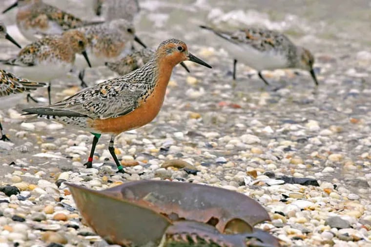 Red knots stop along the Delaware Bay in New Jersey to refuel on their journey from South America to the Arctic. The supply of horseshoe crab eggs has fallen.