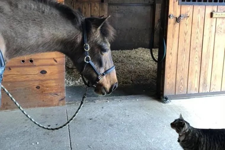 Buddy the pony with a barnyard friend. BUddy passed away at 34.