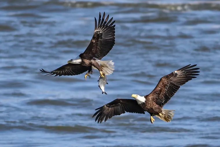 A Bald Eagle with a fish tries to outrun an eagle that wants his fish near the Conowingo Dam.
