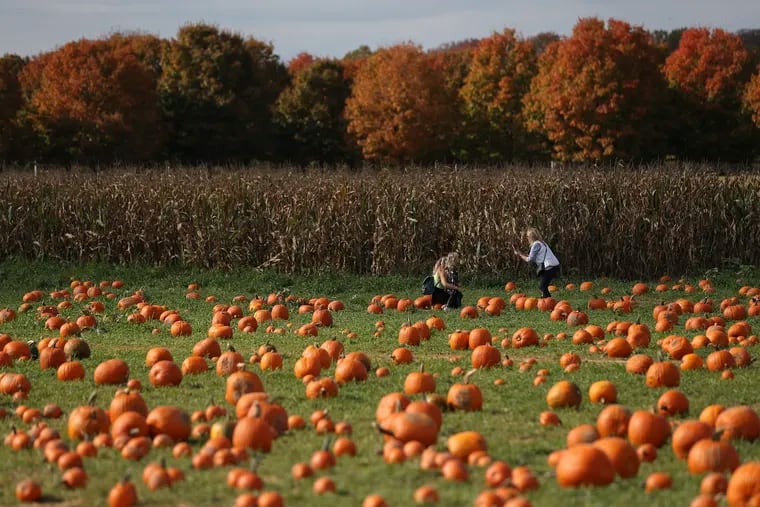 People picking pumpkins at Shady Brook Farm in Yardley last October. The farm offers pumpkin picking, a corn maze, and wagon rides among other activities and entertainment.
