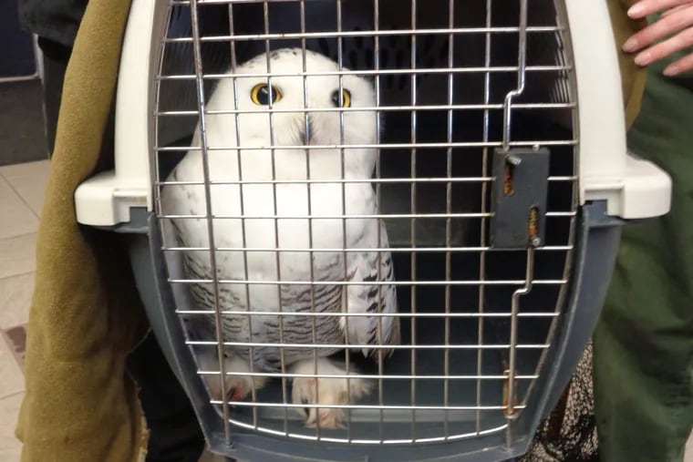 A snowy owl became trapped at Pennsylvania Correctional Institution Smithfield in Huntingdon this December. It was rescued by game commission officers.